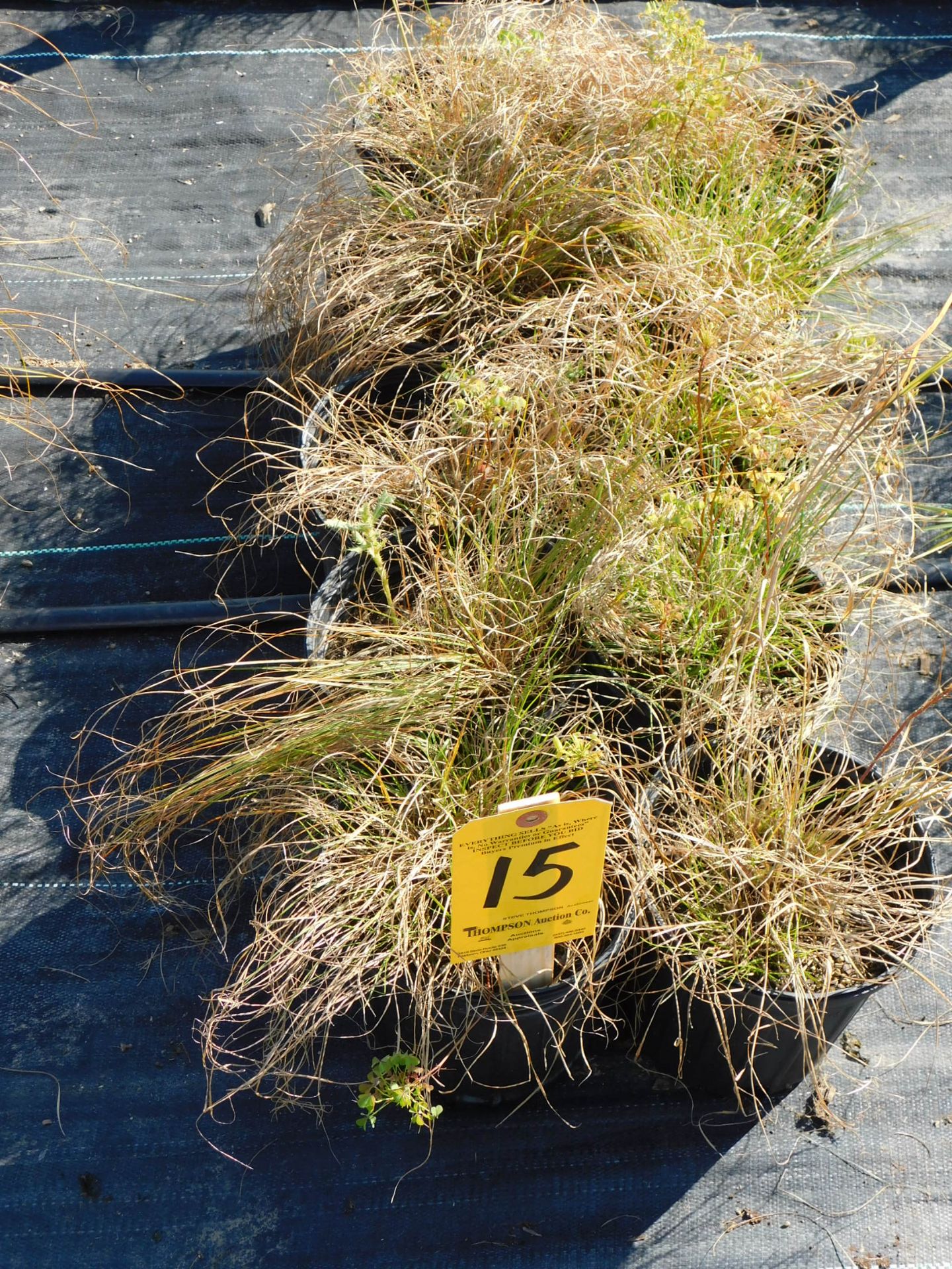 (10) Prairie Drop Seed Grass #1