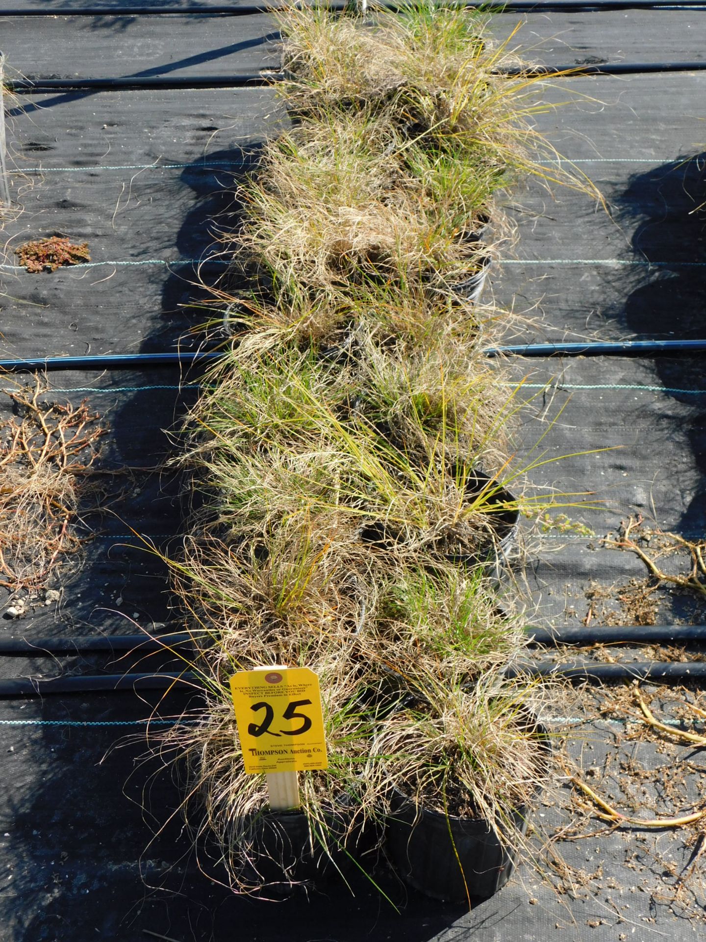 (20) Prairie Drop Seed Grass #1