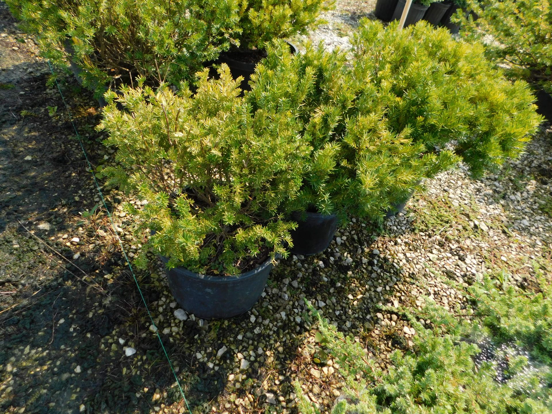 (3) Taxus Denci #7