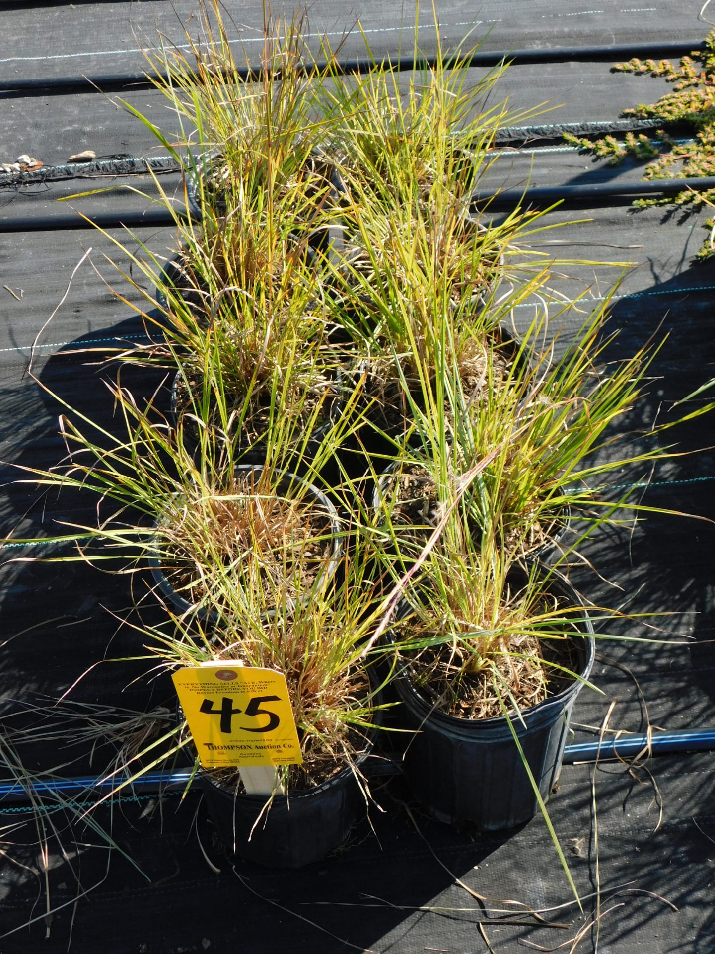 (10) Little Blue Stem Grass #1