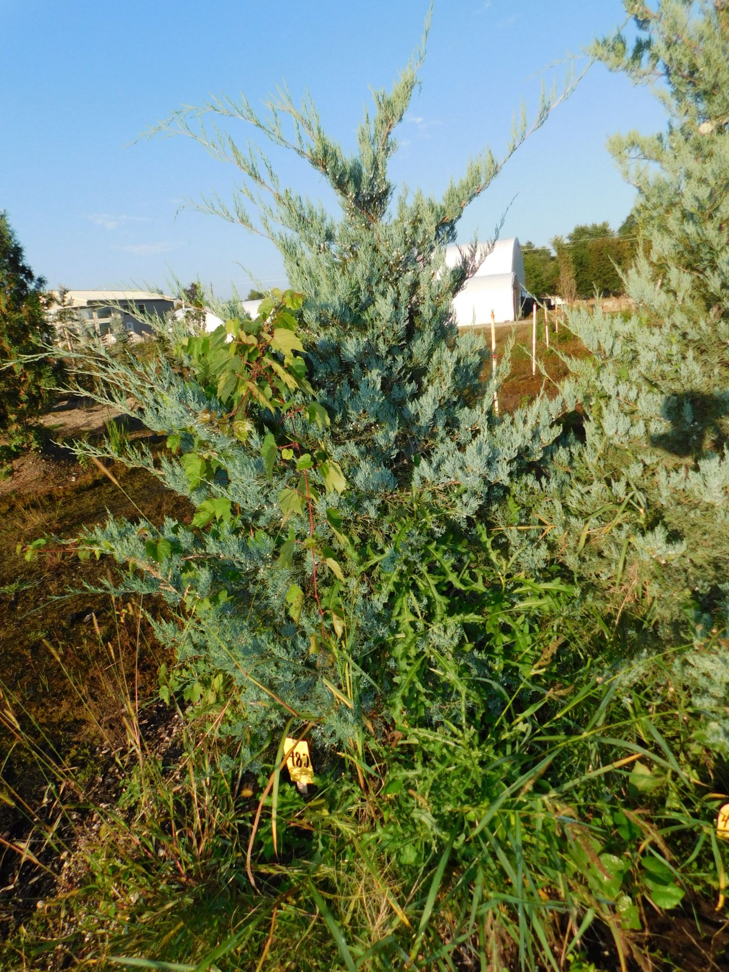 Juniper Burkii