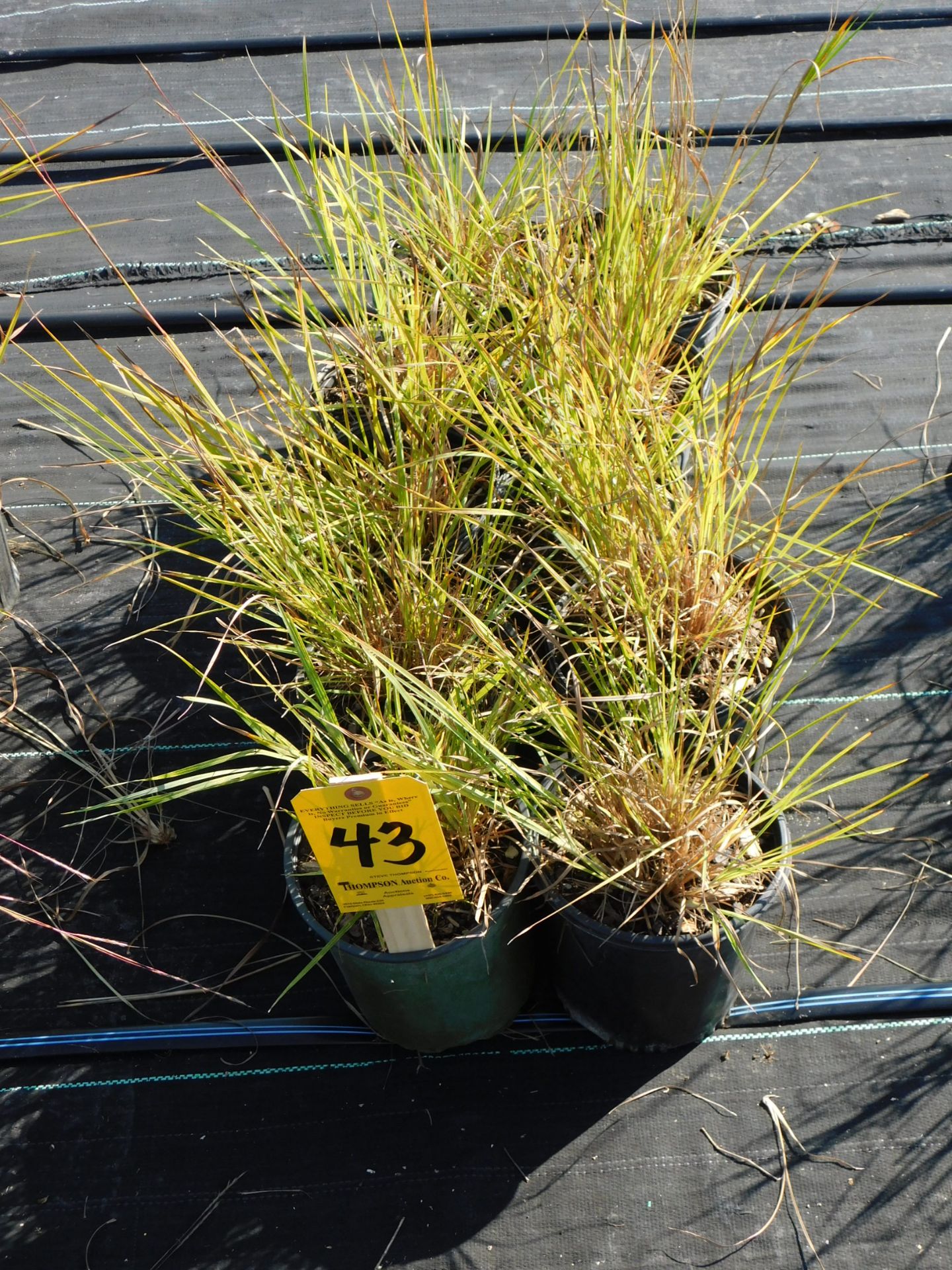 (10) Little Blue Stem Grass #1