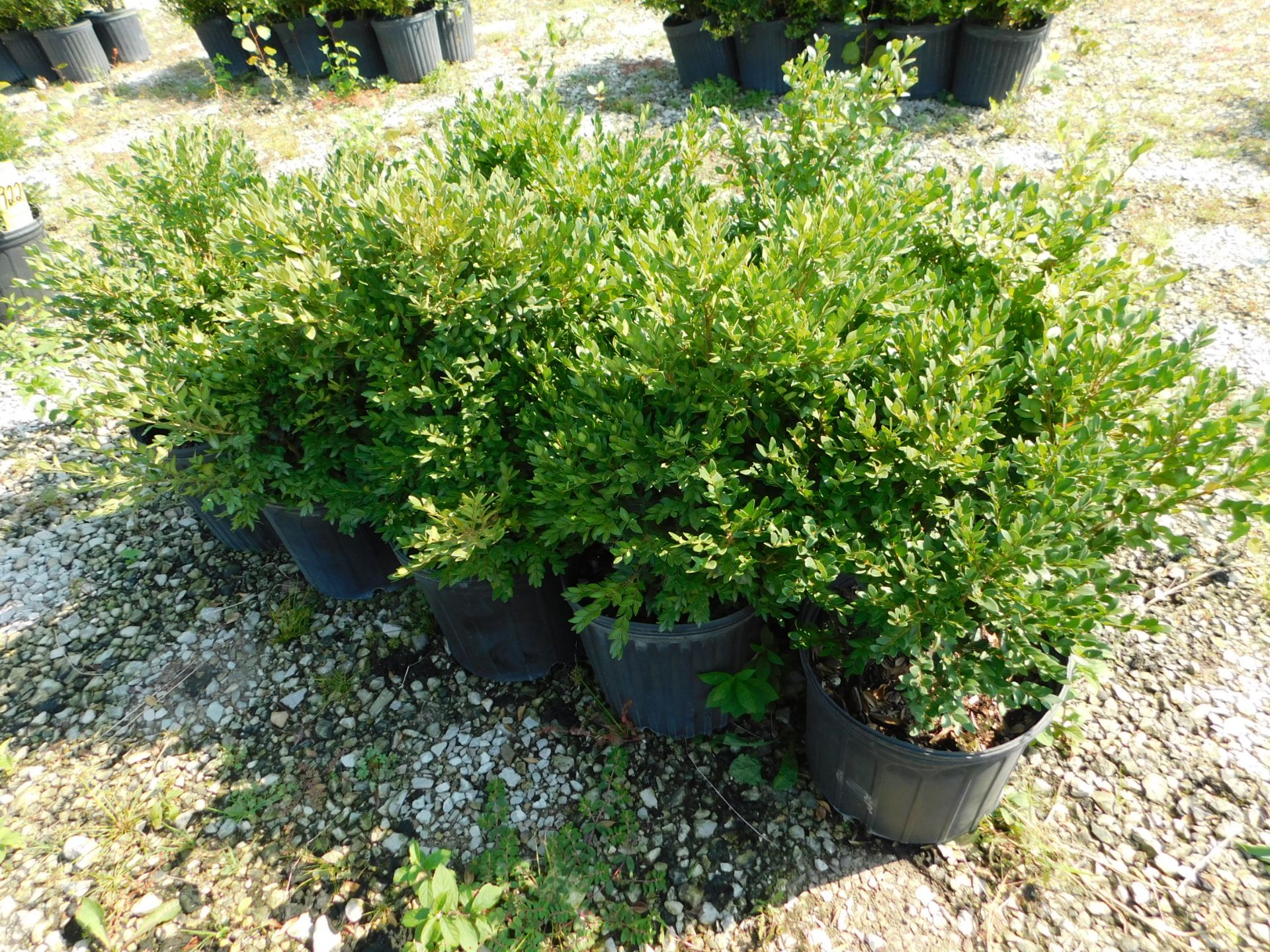 (10) Boxwood #3