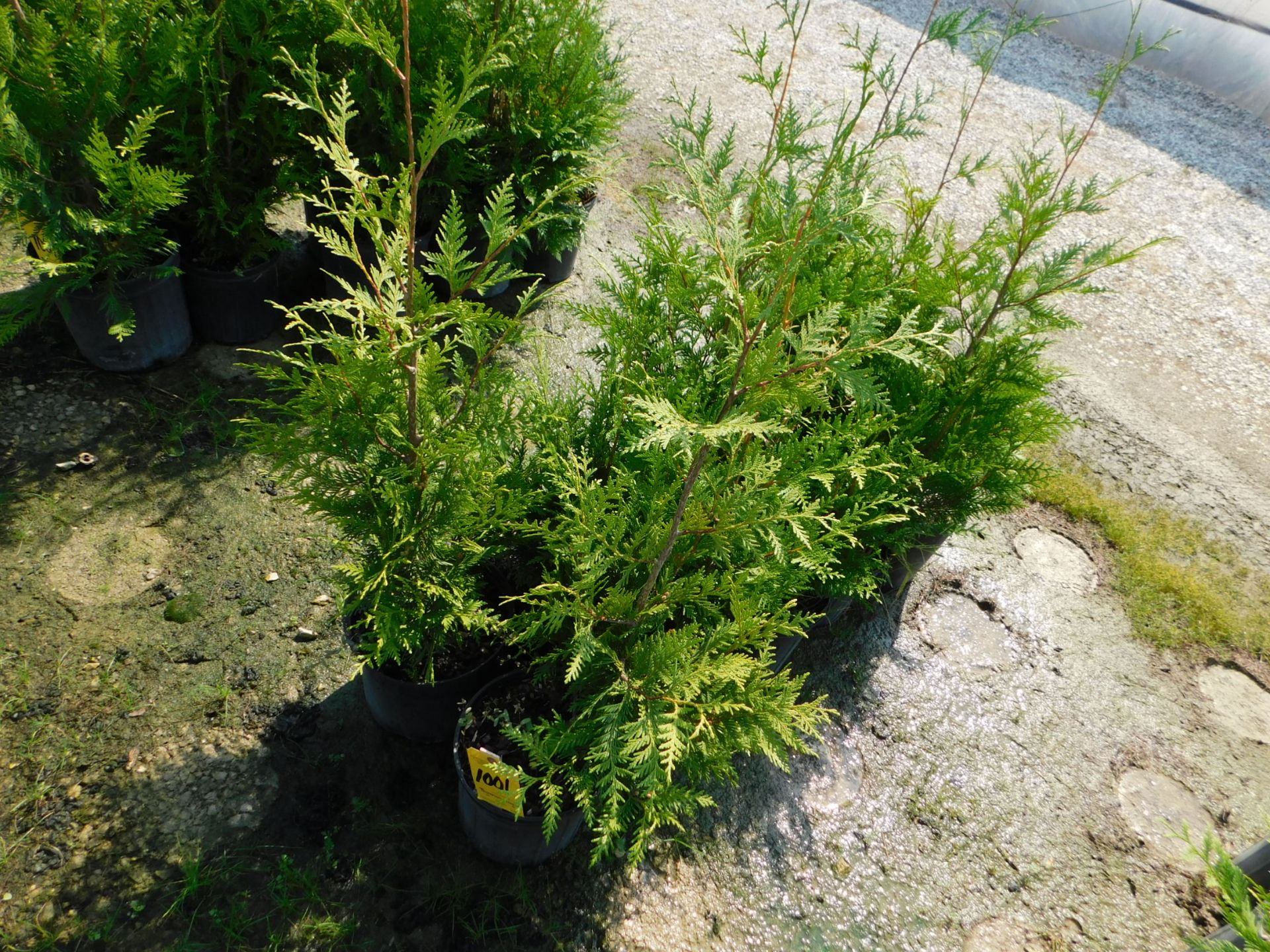 (10) 2'6" Arborvitae Green Giant #3