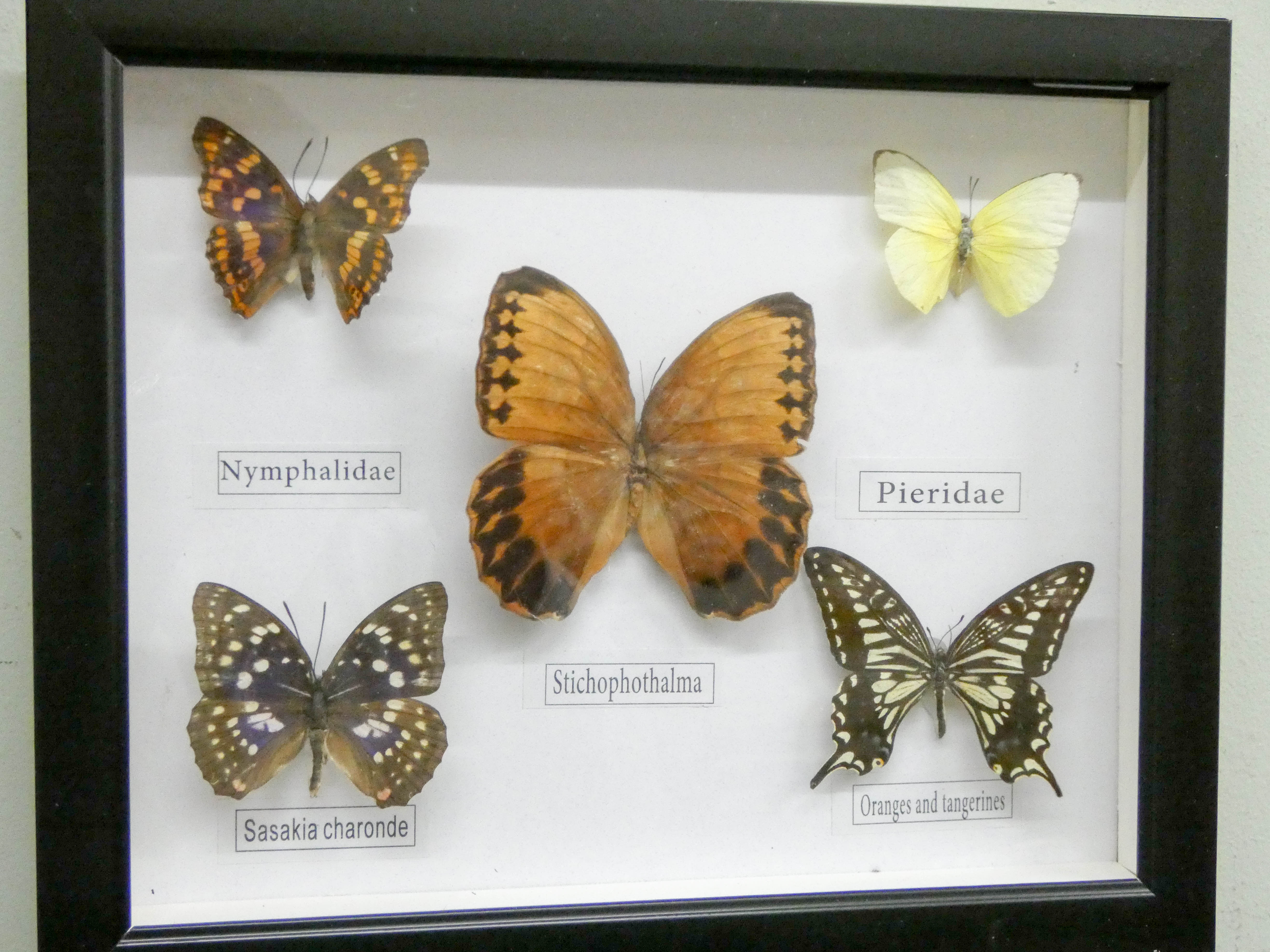 A boxed display of bugs and a small boxed display of butterflies - Image 2 of 3