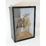 Taxidermy - WJA Hambling Reading - albino blackbird, in case with makers label.