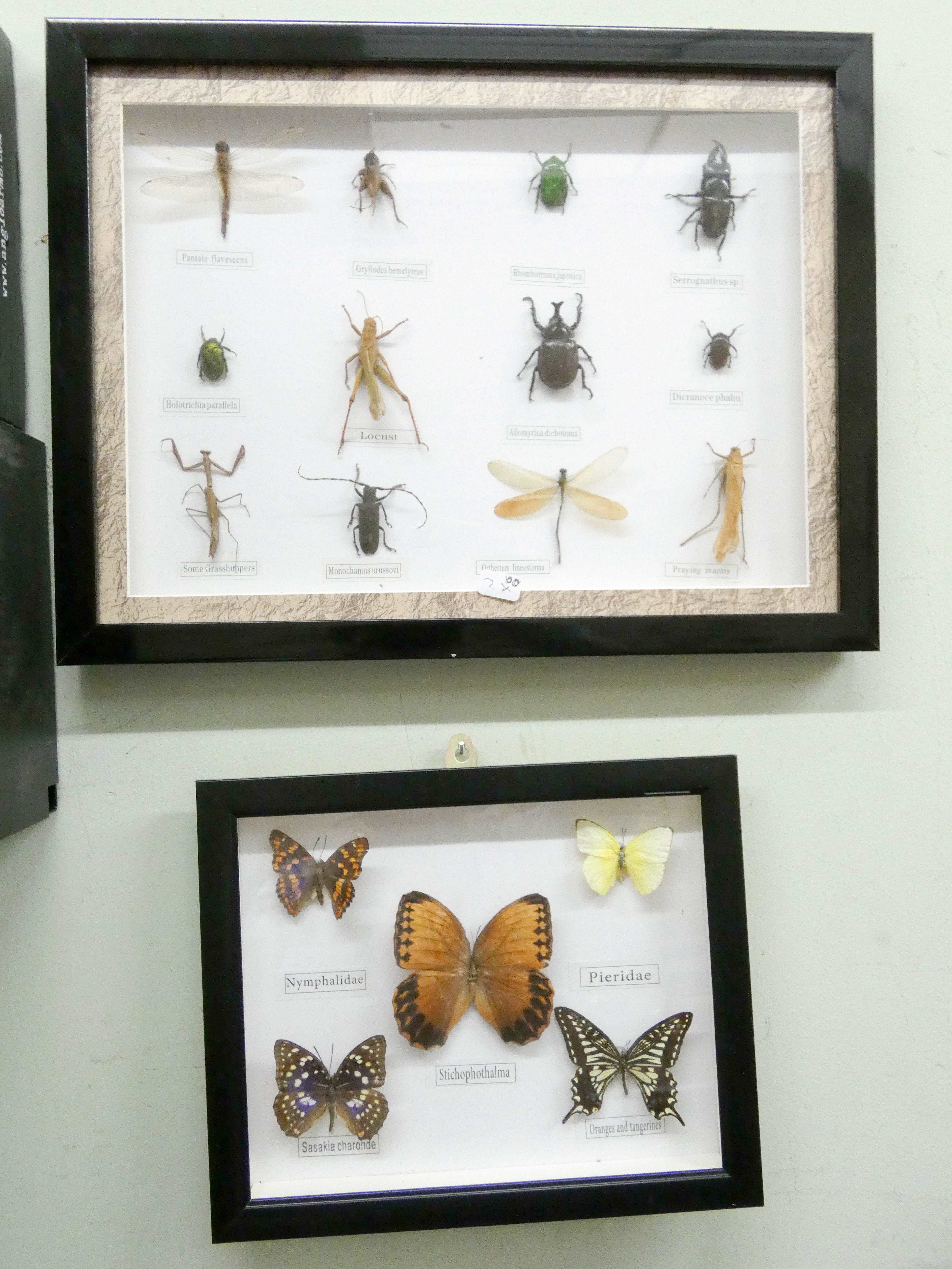 A boxed display of bugs and a small boxed display of butterflies