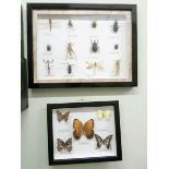 A boxed display of bugs and a small boxed display of butterflies