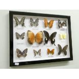 A boxed display of butterflies