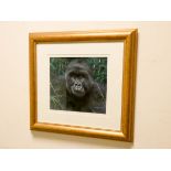 Joel Kirk a pastel study of a Gorilla signed lower right,