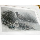 Indistinctly signed print of a cock and hen pheasant, image approximately 38cm X 52cm,
