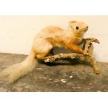 A taxidermy red squirrel on a rock base (one ear missing)