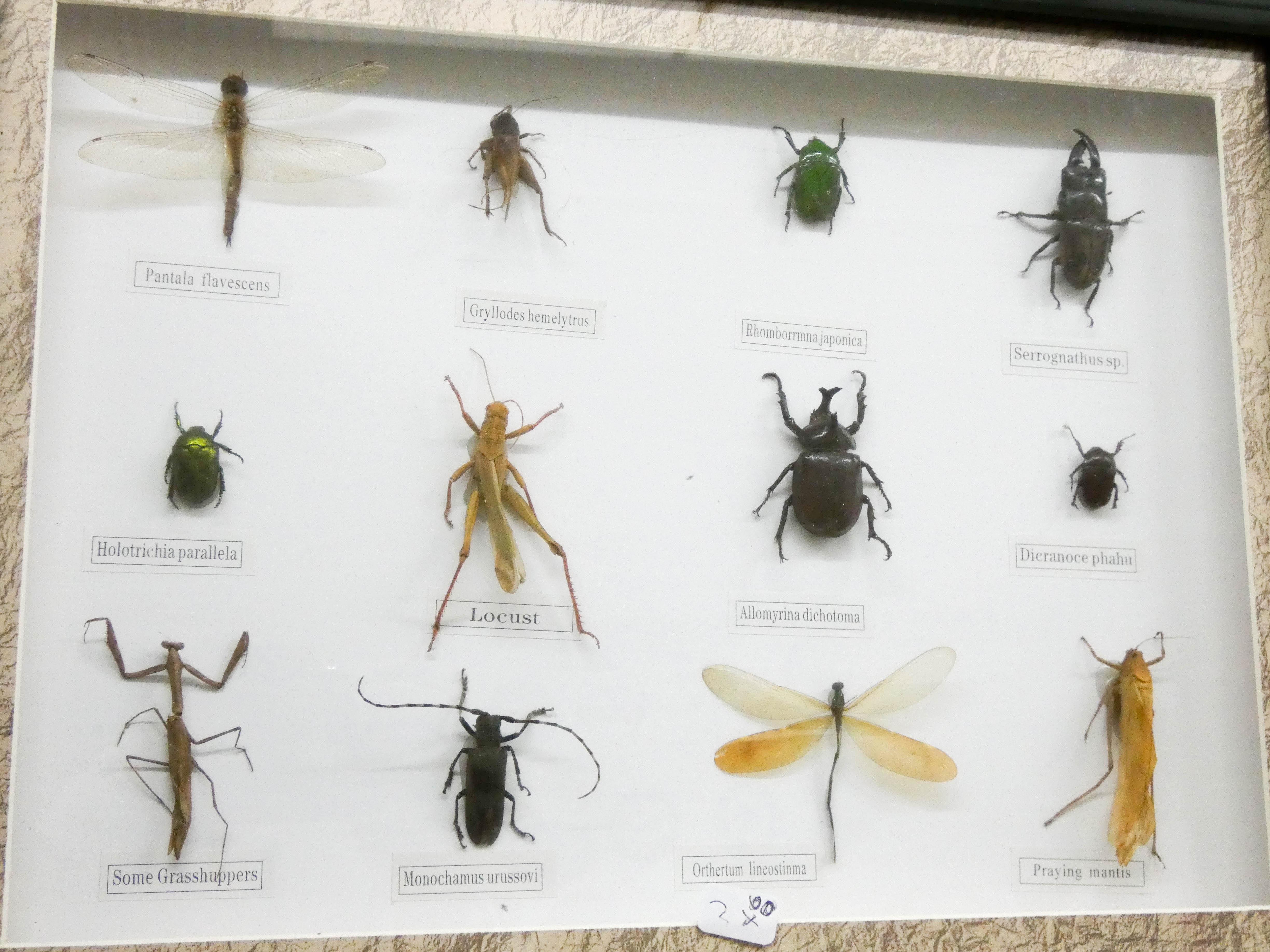 A boxed display of bugs and a small boxed display of butterflies - Image 3 of 3