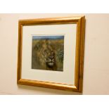 Joel Kirk a pastel study of a male lion signed lower right,