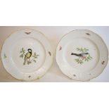 A pair of Meissen porcelain bird plates, the edges decorated insects,