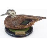 Taxidermy: a Laysen Teal Drake, mounted on a circular painted plaque,
