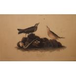 Two James Audubon prints,