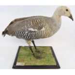 Taxidermy: a Magellan or Upland Goose, mounted on a rectangular naturalistic base,