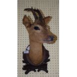 Taxidermy: a roe deer head, mounted on a carved wood plaque,