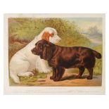 Shaw (Vero) The Illustrated Book of the Dog, illus,