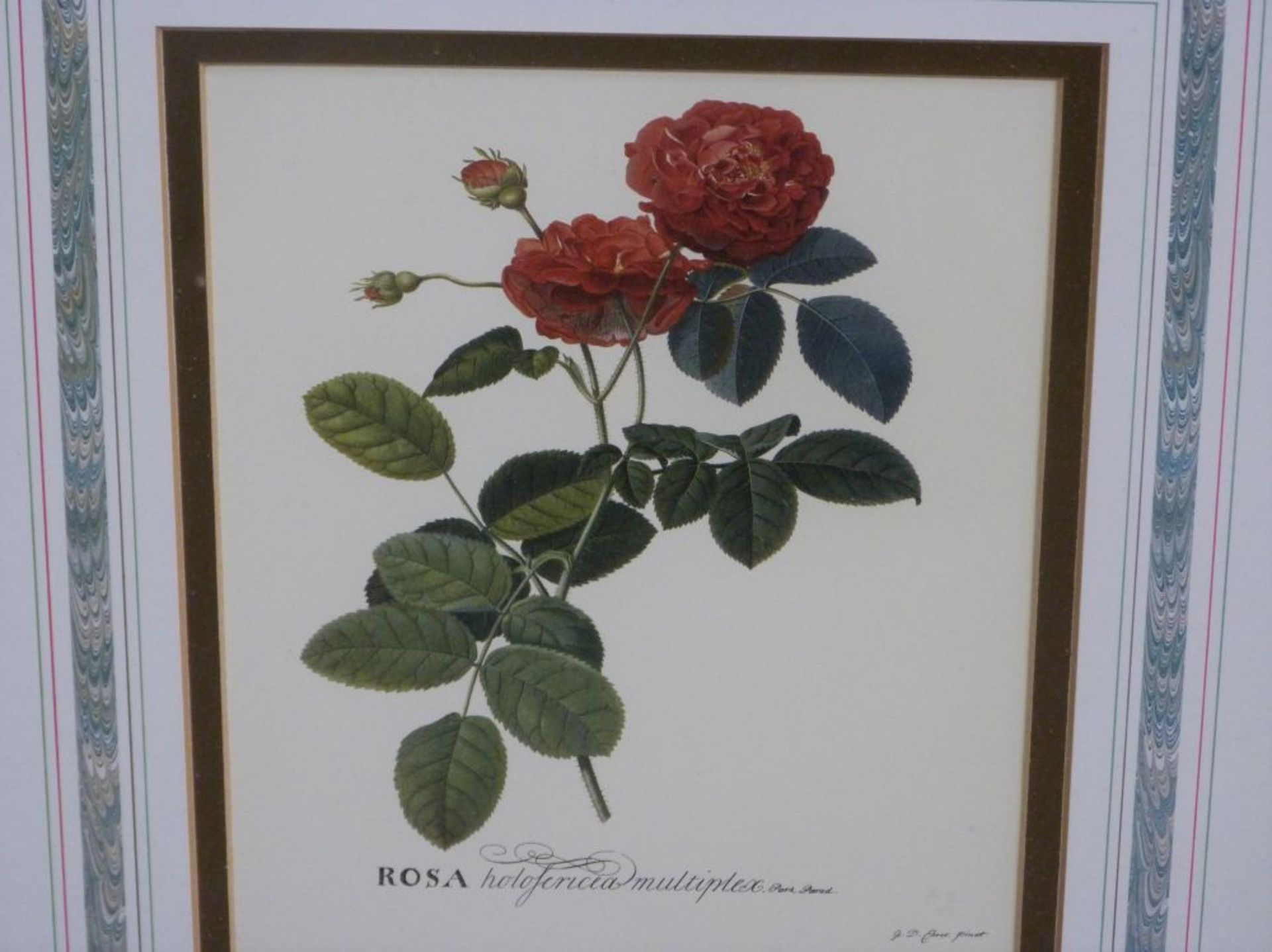 Four floral prints in gilt frames (all 47cm x 40cm) (est. £15-£30) - Image 3 of 6