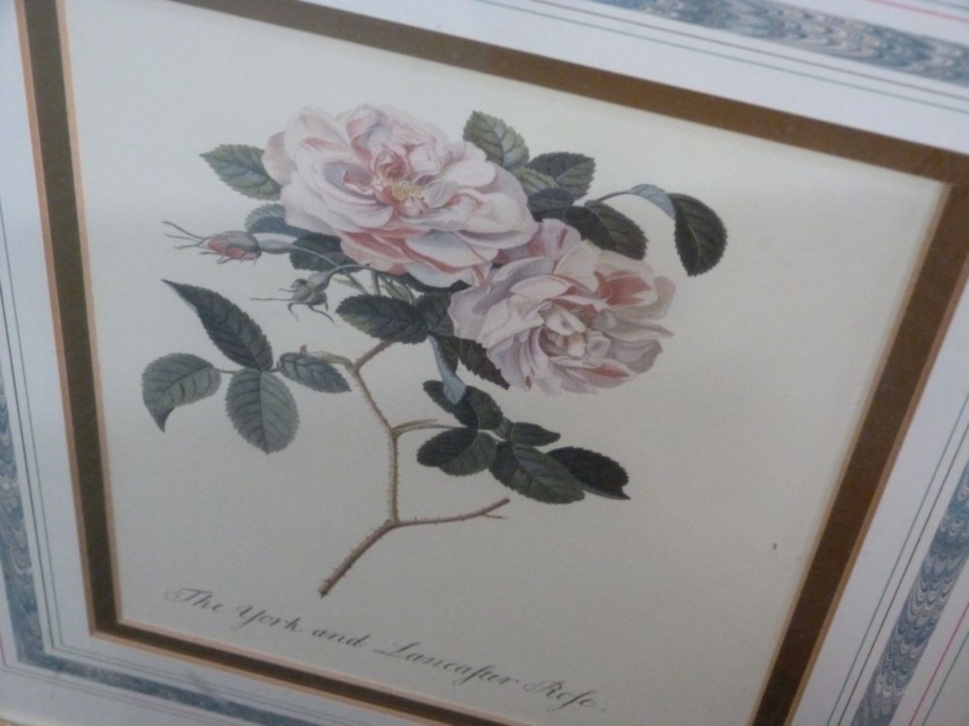Four floral prints in gilt frames (all 47cm x 40cm) (est. £15-£30) - Image 5 of 6