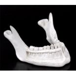A composite anatomical medical modal of a jawbone, 15cms (6ins) wide.