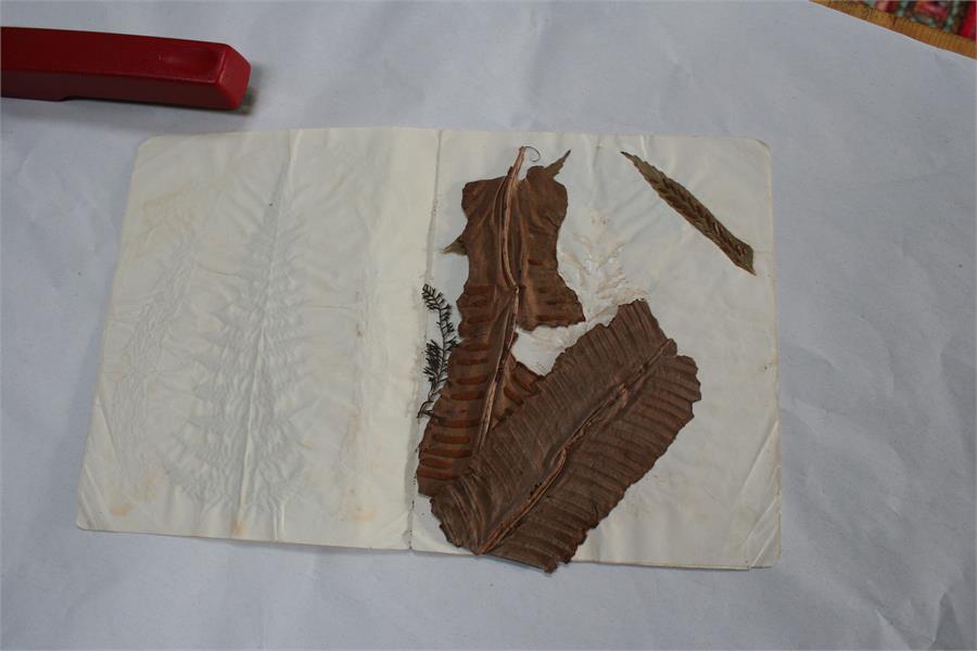 A scrap book containing Guernsey pressed ferns, algae and seaweed; together with a pamphlet - Image 15 of 15