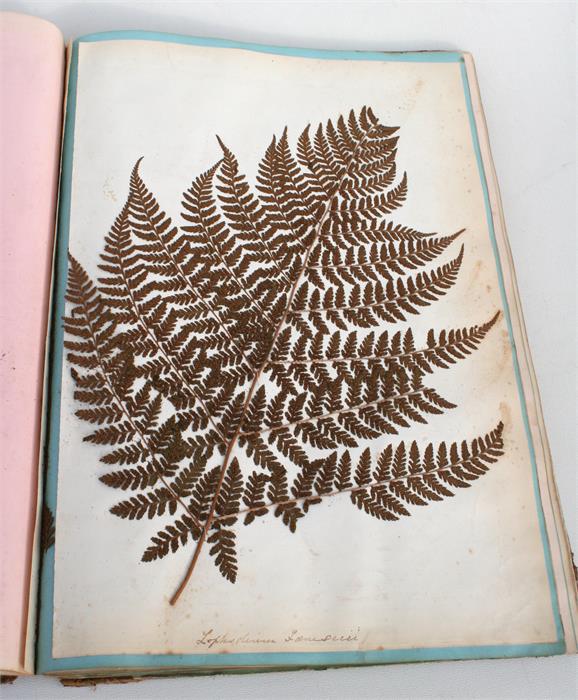 A scrap book containing Guernsey pressed ferns, algae and seaweed; together with a pamphlet - Image 4 of 15