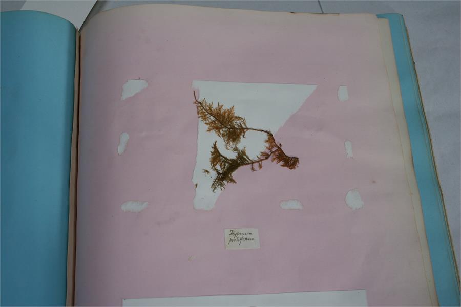 A scrap book containing Guernsey pressed ferns, algae and seaweed; together with a pamphlet - Image 8 of 15