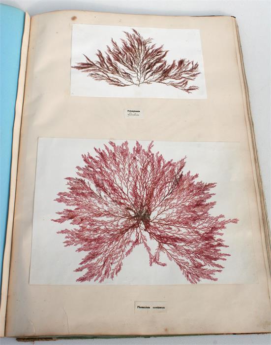 A scrap book containing Guernsey pressed ferns, algae and seaweed; together with a pamphlet - Image 5 of 15