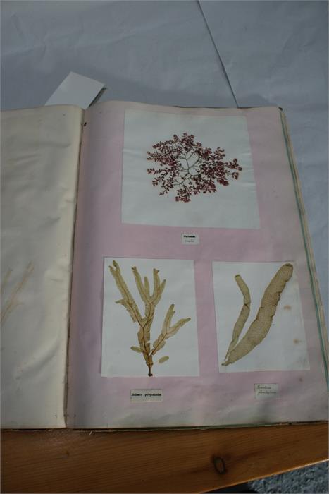 A scrap book containing Guernsey pressed ferns, algae and seaweed; together with a pamphlet - Image 12 of 15