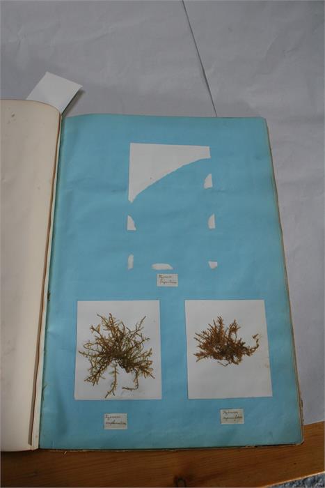 A scrap book containing Guernsey pressed ferns, algae and seaweed; together with a pamphlet - Image 9 of 15