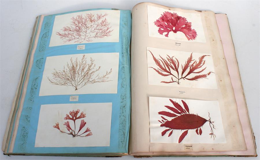 A scrap book containing Guernsey pressed ferns, algae and seaweed; together with a pamphlet - Image 6 of 15