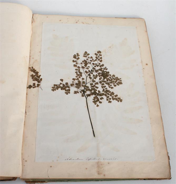 A scrap book containing Guernsey pressed ferns, algae and seaweed; together with a pamphlet - Image 3 of 15