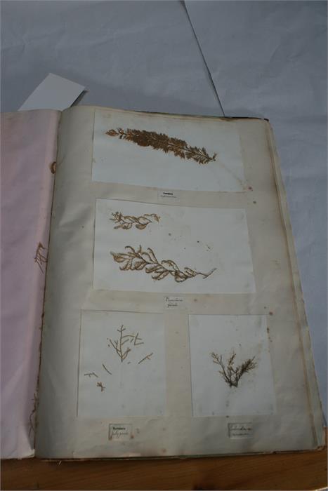 A scrap book containing Guernsey pressed ferns, algae and seaweed; together with a pamphlet - Image 10 of 15