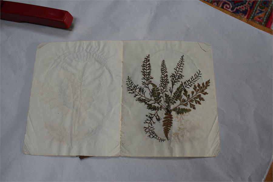 A scrap book containing Guernsey pressed ferns, algae and seaweed; together with a pamphlet - Image 14 of 15