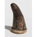 An African horn tip snuff pot with skin cover, 7.5cms (3ins) high.