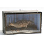 Taxidermy. A cased partridge mounted in a naturalistic setting, 40cms (15.75ins) wide.