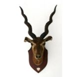 Taxidermy. A mounted antelope head with shield shaped silver plaque inscribed 'Loni 25.12.26., Sgt F