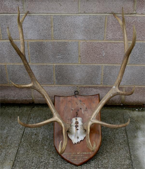 Taxidermy. A pair of 'Royal' 12 point stag antlers mounted on a shield shaped plaque, 'Killed by