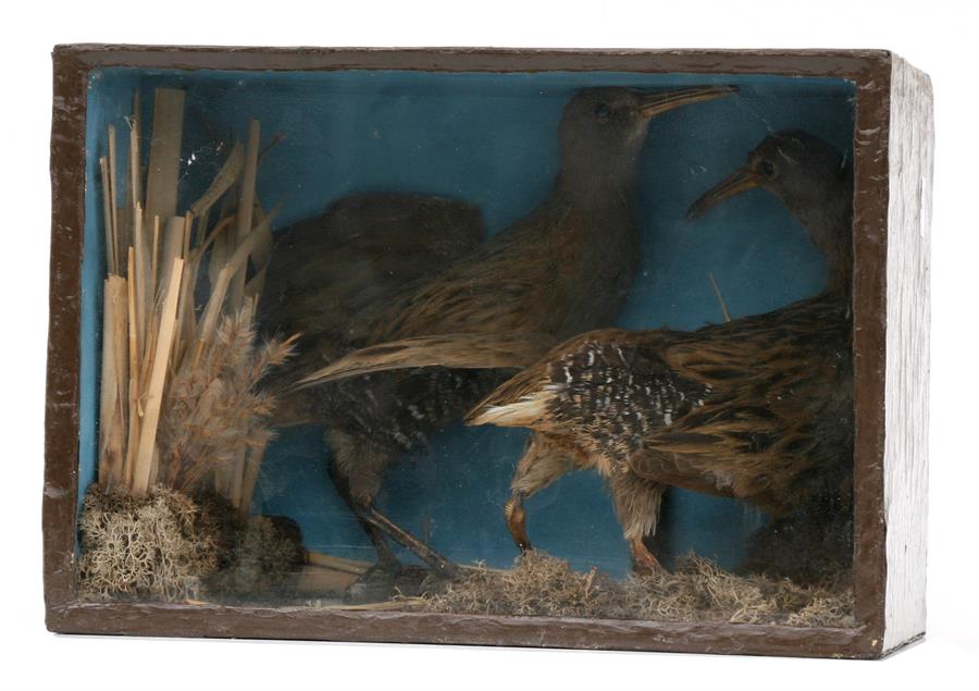 Taxidermy. A cased pair of Corncrakes, 29cms (11.5ins) wide.