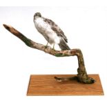 Taxidermy. A sparrow hawk mounted on a branch.