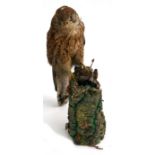 Taxidermy. A kestrel mounted on a tree stump holding a sparrow , 24cms (13.5ins) high.