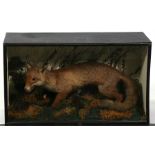 Taxidermy - a cased red fox mounted in a naturalistic setting, the case 87cms (34.25ins) wide.