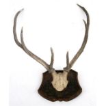 Taxidermy. A set of six point antlers mounted on a shield shaped plaque.