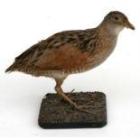 Taxidermy. A corn crake, 19cms (7ins) high.