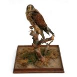 Taxidermy. A kestrel mounted on a branch, 37cms (14.5ins) overall height.