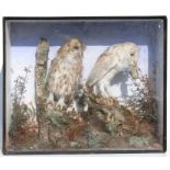 Taxidermy. A cased pair of owls in a naturalistic setting, 63.5cms (25ins) wide.