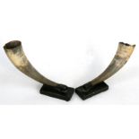 A pair of early 19th century bronze mounted horn cornucopia, 17cms (6.25ins) high (2).
